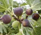 Mission Fig plants