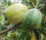 Grafting variegated Guava plant