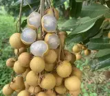Longan fruit Plant- Grafting