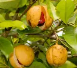 Jayaphal And Jatiphal -Spices – PLANTS