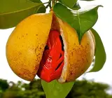 Jayaphal And Jatiphal -Spices – PLANTS