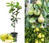 Nashpati ( pear ) plants