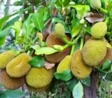Jack fruit- Grafting plant