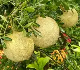 Grafting Thai wood apple ( kodbel)
