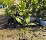 Grafting variegated Guava plant