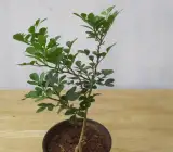 Grafting Thai wood apple ( kodbel)