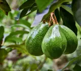 Grafted Avocado plant