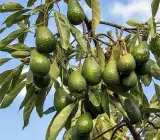 Grafted Avocado plant