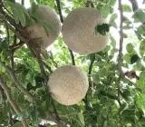 Grafting Thai wood apple ( kodbel)