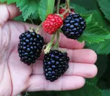 Blackberry plants