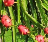 Dragon FRUIT