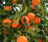 Egyptian Valencia orange plant