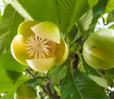 All Time Chalta / Elephant Apple- Plant
