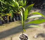 All Time Chalta / Elephant Apple- Plant