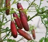 Finger Lemon Red _ Grafted and Hybrid Plants
