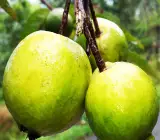 Chinese guava- fruit plant