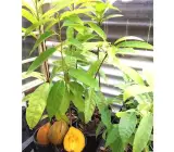 Egg Fruit Plant – Pouteria Campechiana, Canistel, Yellow Sapote