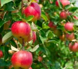 APPLE FRUIT PLANT(HRM-99)
