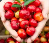 Barbados cherry