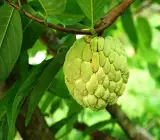 Golden custard apple plants