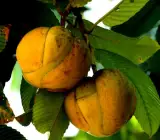 All Time Chalta / Elephant Apple- Plant