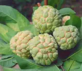 Golden custard apple plants