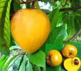 Egg Fruit Plant – Pouteria Campechiana, Canistel, Yellow Sapote