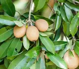 Chikoo, Sapota, Chiku Fruit (Grafted) – Plant