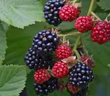 Blackberry plants