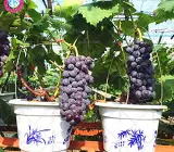 Black Grapes plants
