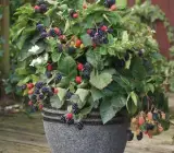 Blackberry plants