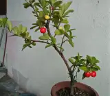 Barbados cherry
