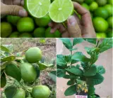 Seedless_Lemon_Hybrid_Airlading_Plant