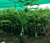 Golden custard apple plants