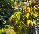 All time Star-fruit plant