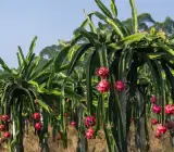 Dragon FRUIT