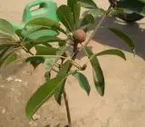 Chikoo, Sapota, Chiku Fruit (Grafted) – Plant