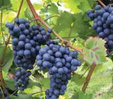 Black Grapes plants
