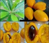 Egg Fruit Plant – Pouteria Campechiana, Canistel, Yellow Sapote