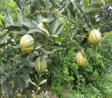 Variegated Malta Orange Plant(Grafted)