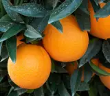 Washington Navel Orange Plant(Grafted)