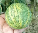 Variegated Malta Orange Plant(Grafted)