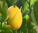 Thai Meyer Lemon Plant