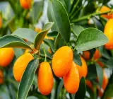 Sweet Lemon Plant(Grafted)
