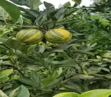 Variegated Malta Orange Plant(Grafted)