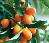 Sweet Lemon Plant(Grafted)