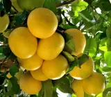 Ruby grapefruit plant