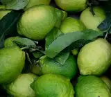 Kagaji Lemon Plant _ Grafted and Hybrid Plants
