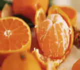Satsuma Orange Plant(Grafted)