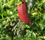 Finger Lemon Red _ Grafted and Hybrid Plants